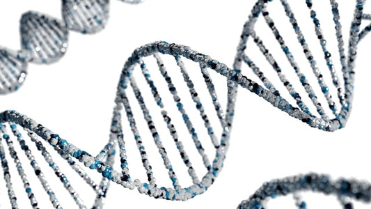 Sirtuin Activators: Diet, Supplements, and Lifestyle Strategies for Longevity