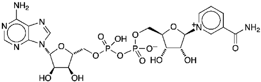 Why Niacin, NMN, and NR Are Not Interchangeable