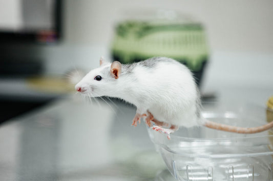 Time-Restricted Fasting Plus NMN Boosts Endurance in Mice